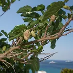 Seethrough Mykonos (adults Only) 公寓式酒店 普拉迪斯亚罗斯
