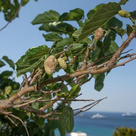 Seethrough Mykonos (adults Only) מלון דירות פלאטיס יאלוס