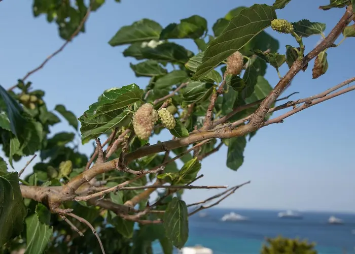 Seethrough Mykonos (adults Only) 公寓式酒店 普拉迪斯亚罗斯